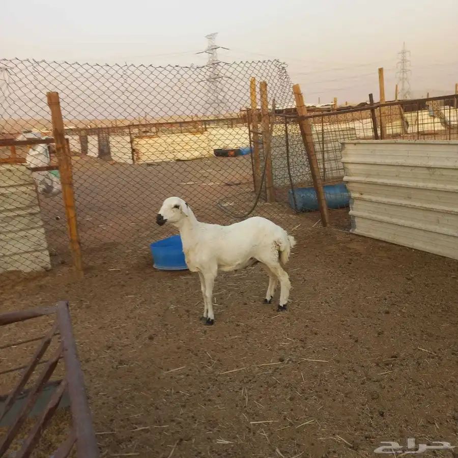 مهجنه ابوها حري وامها رفيديه 2