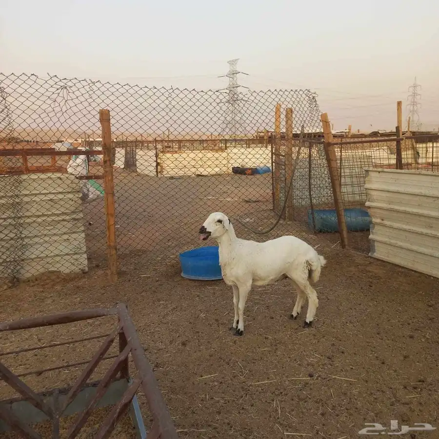 مهجنه ابوها حري وامها رفيديه 3