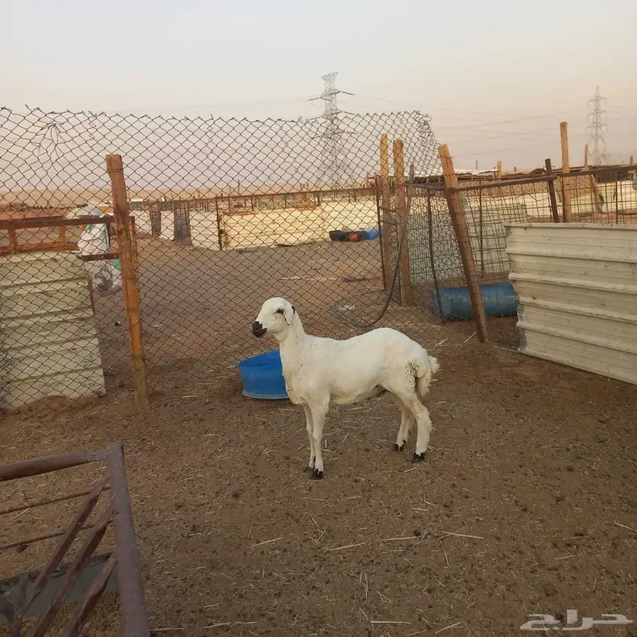 مهجنه ابوها حري وامها رفيديه 4