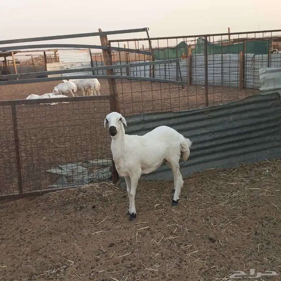مهجنه ابوها حري وامها رفيديه 1
