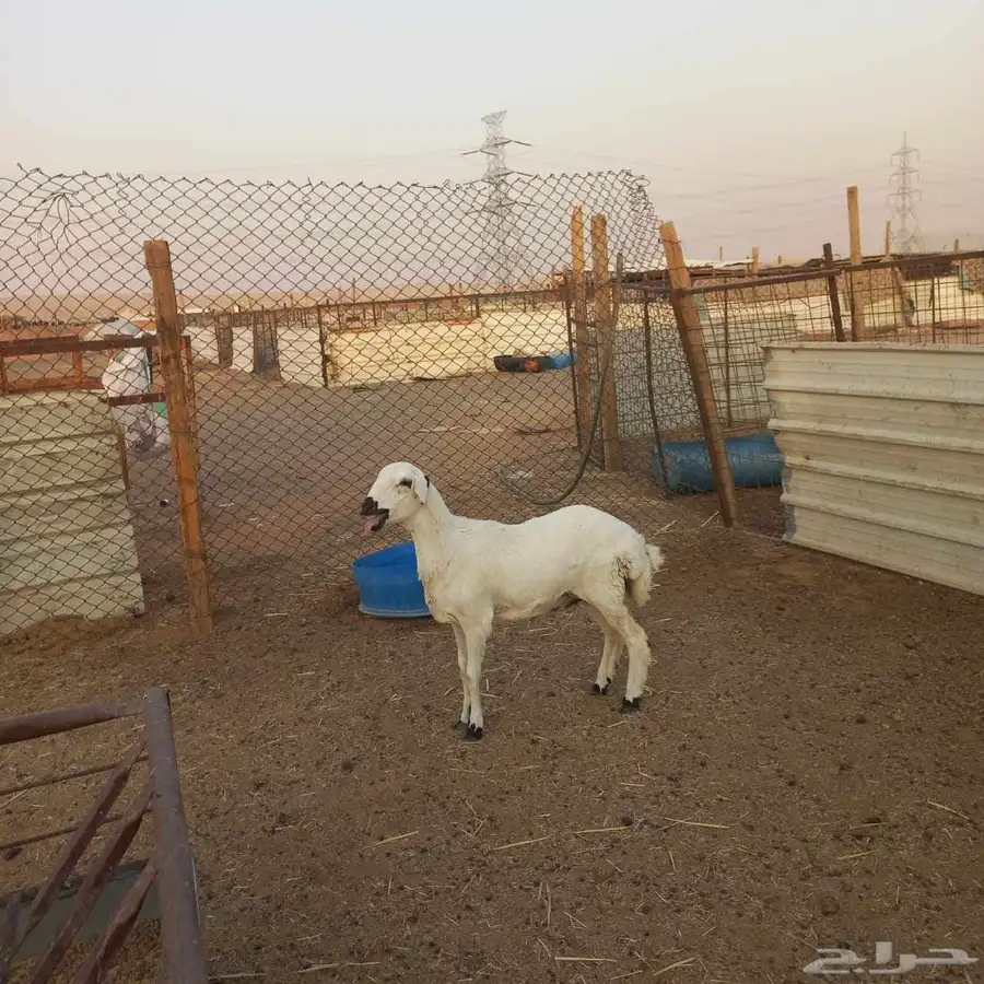 مهجنه ابوها حري وامها رفيديه 0