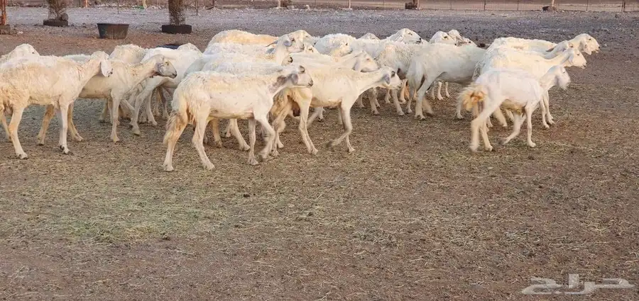 غنم حريه طيبه ونظيفه 11
