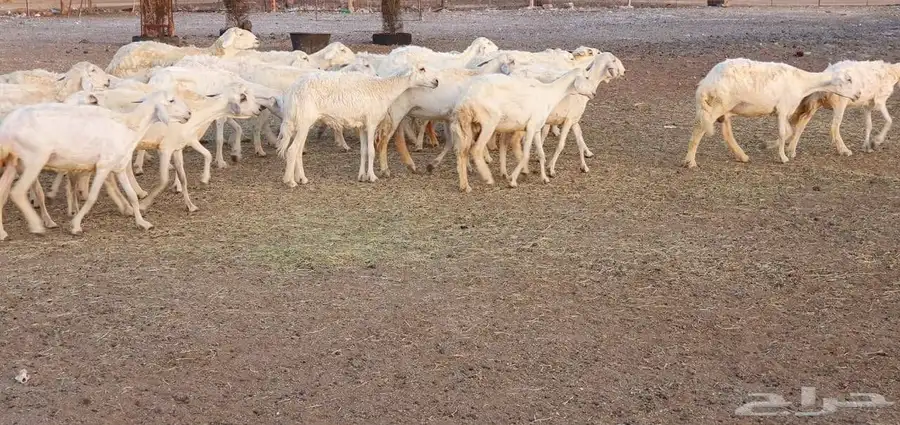 غنم حريه طيبه ونظيفه 3