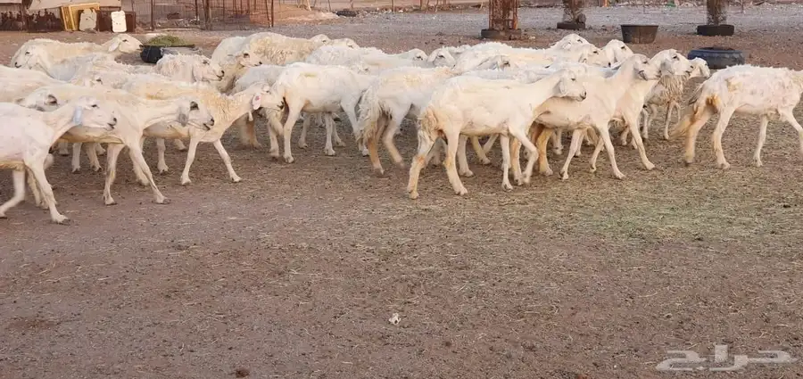 غنم حريه طيبه ونظيفه 1