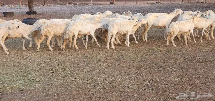 غنم حريه طيبه ونظيفه 10