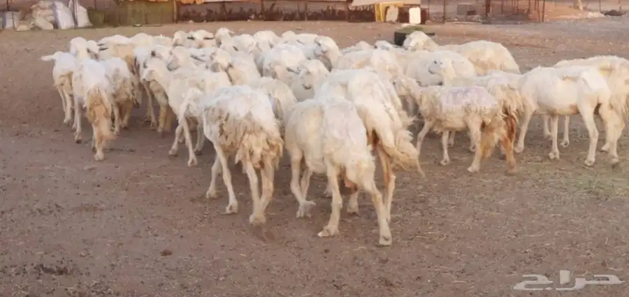 غنم حريه طيبه ونظيفه 2