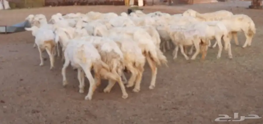 غنم حريه طيبه ونظيفه 13