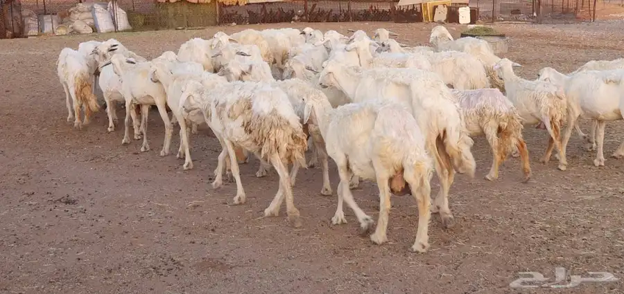 غنم حريه طيبه ونظيفه 4