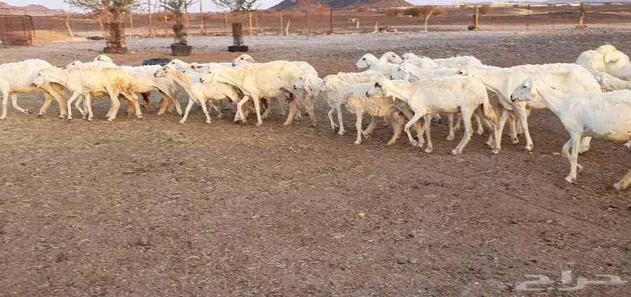 غنم حريه طيبه ونظيفه 8