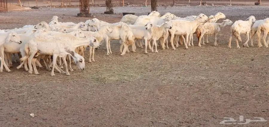 غنم حريه طيبه ونظيفه 7