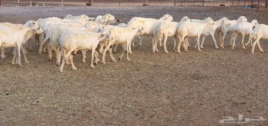 غنم حريه طيبه ونظيفه 0