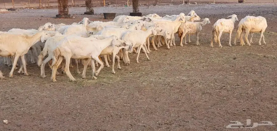 غنم حريه طيبه ونظيفه 9