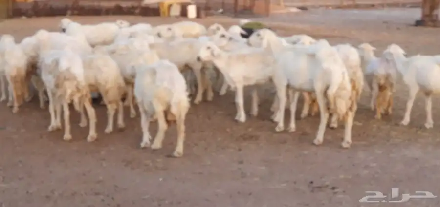 غنم حريه طيبه ونظيفه 12