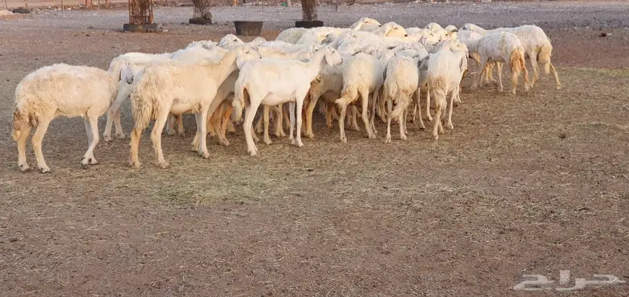 غنم حريه طيبه ونظيفه 6