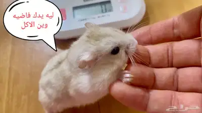 ونتر وايت صغار صافين وأليفين بعدت الوان 9