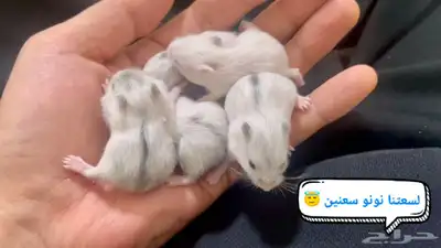 ونتر وايت صغار صافين وأليفين بعدت الوان 10