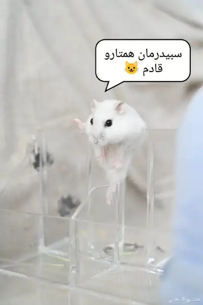 ونتر وايت صغار صافين وأليفين بعدت الوان 18