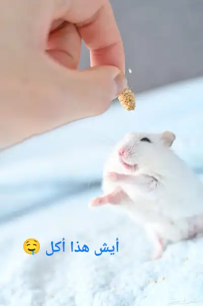 ونتر وايت صغار صافين وأليفين بعدت الوان 24