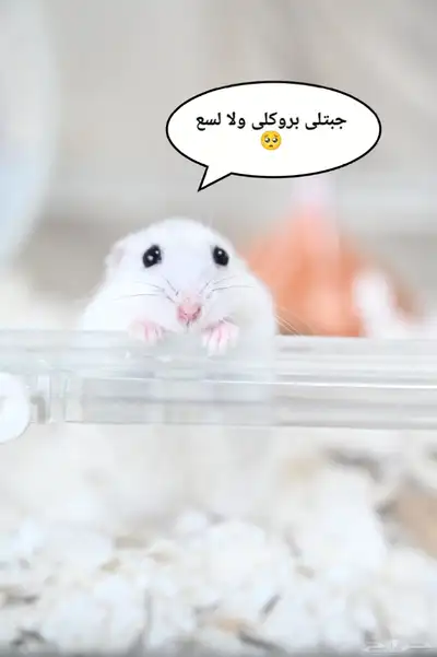 ونتر وايت صغار صافين وأليفين بعدت الوان 20