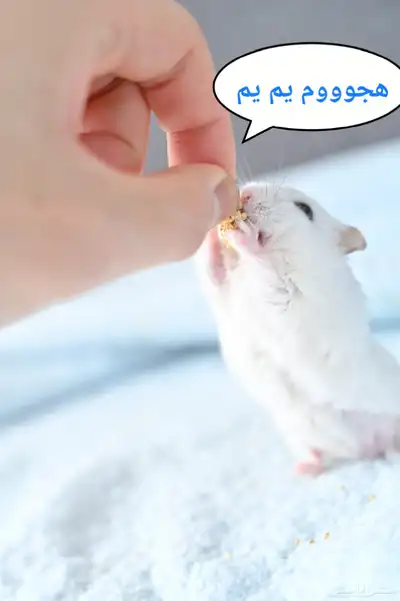 ونتر وايت صغار صافين وأليفين بعدت الوان 25