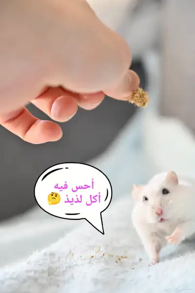 ونتر وايت صغار صافين وأليفين بعدت الوان 23