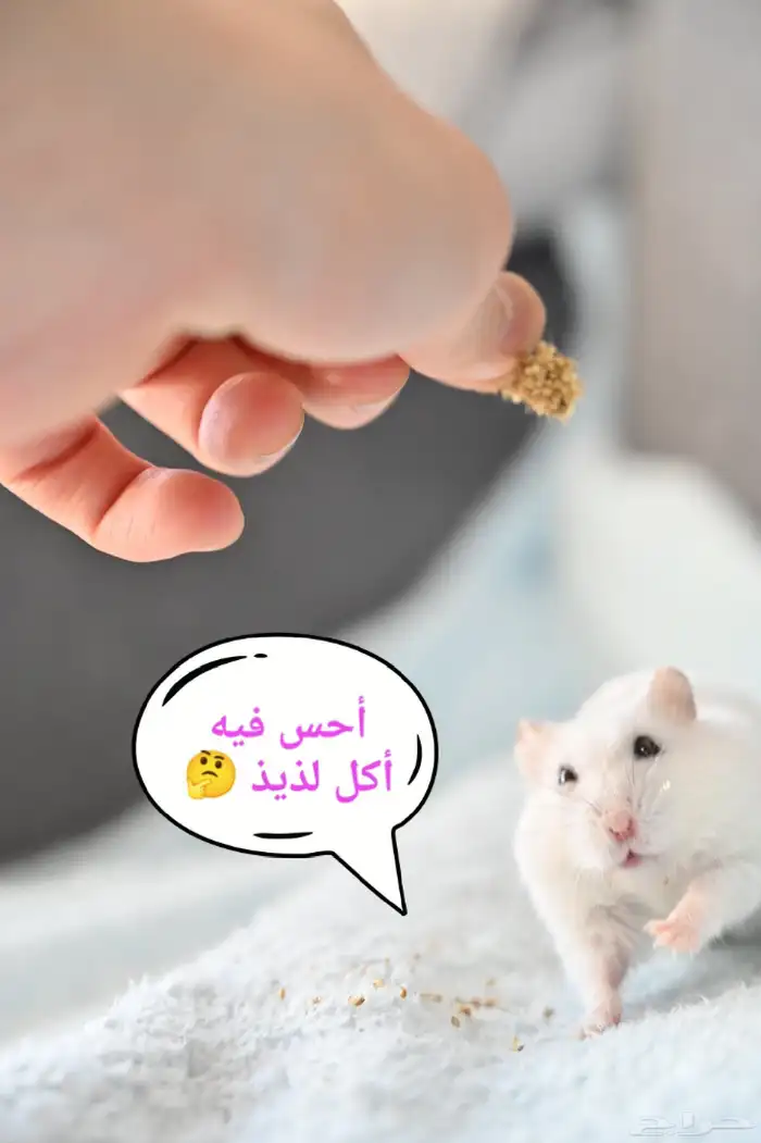 ونتر وايت صغار صافين وأليفين بعدت الوان 23