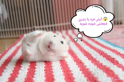 ونتر وايت صغار صافين وأليفين بعدت الوان 21
