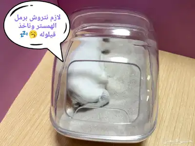 ونتر وايت صغار صافين وأليفين بعدت الوان 12