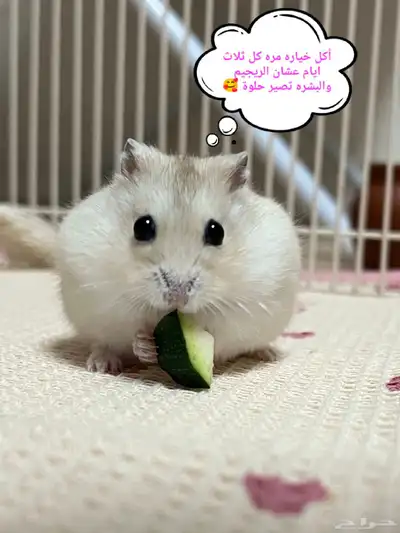 ونتر وايت صغار صافين وأليفين بعدت الوان 29