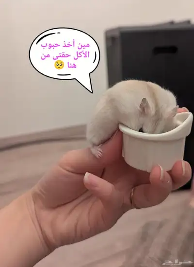 ونتر وايت صغار صافين وأليفين بعدت الوان 17