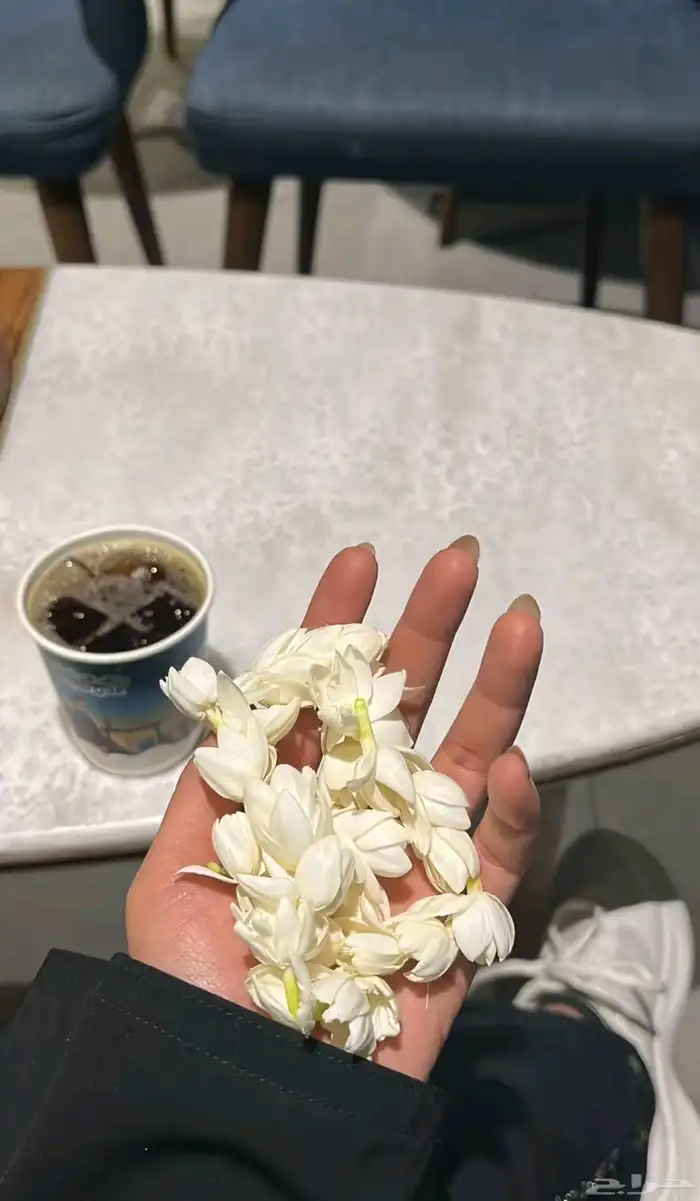 فل الرياض 3