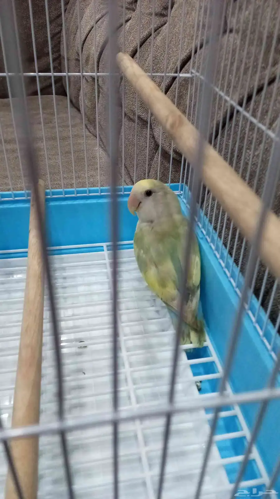 عصفور روز للبيع 2