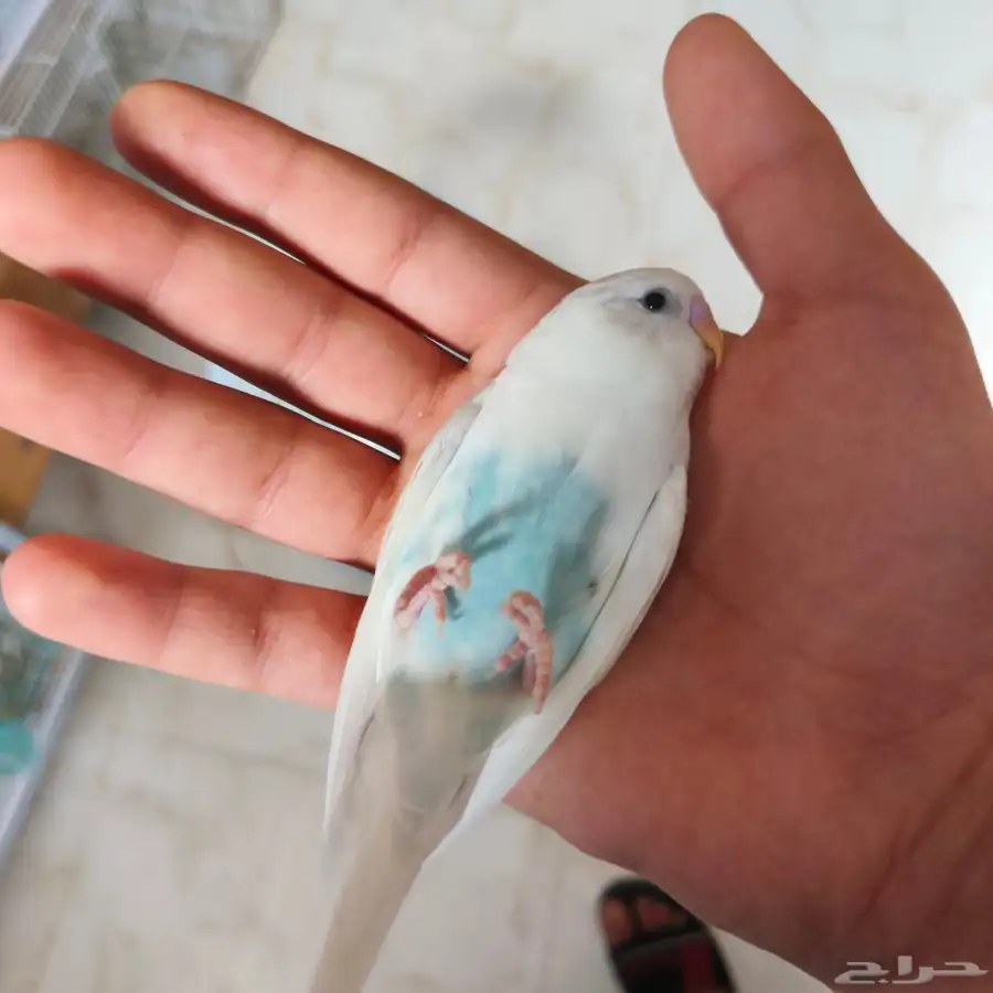 للبيع طيور حب في حبات اليف و حبات للانتاج 2