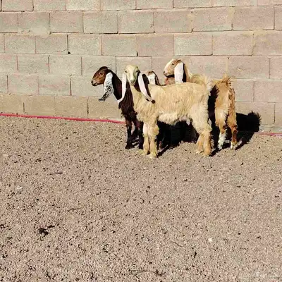 جفار مشاريك العدد 4 عمارهن 3 شهر سليمات من اي 1