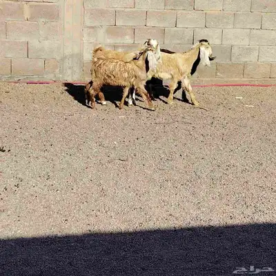جفار مشاريك العدد 4 عمارهن 3 شهر سليمات من اي 3