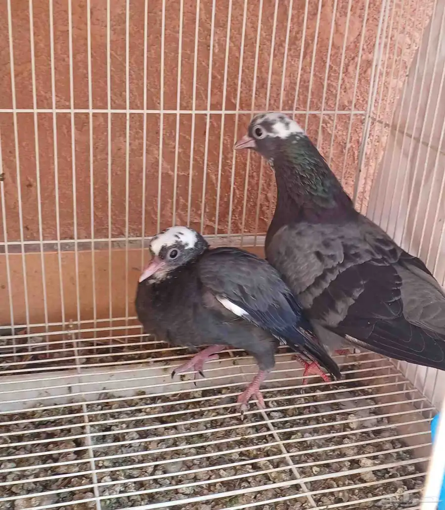 جوز صنعاوي شيبة معهم فرخ 0