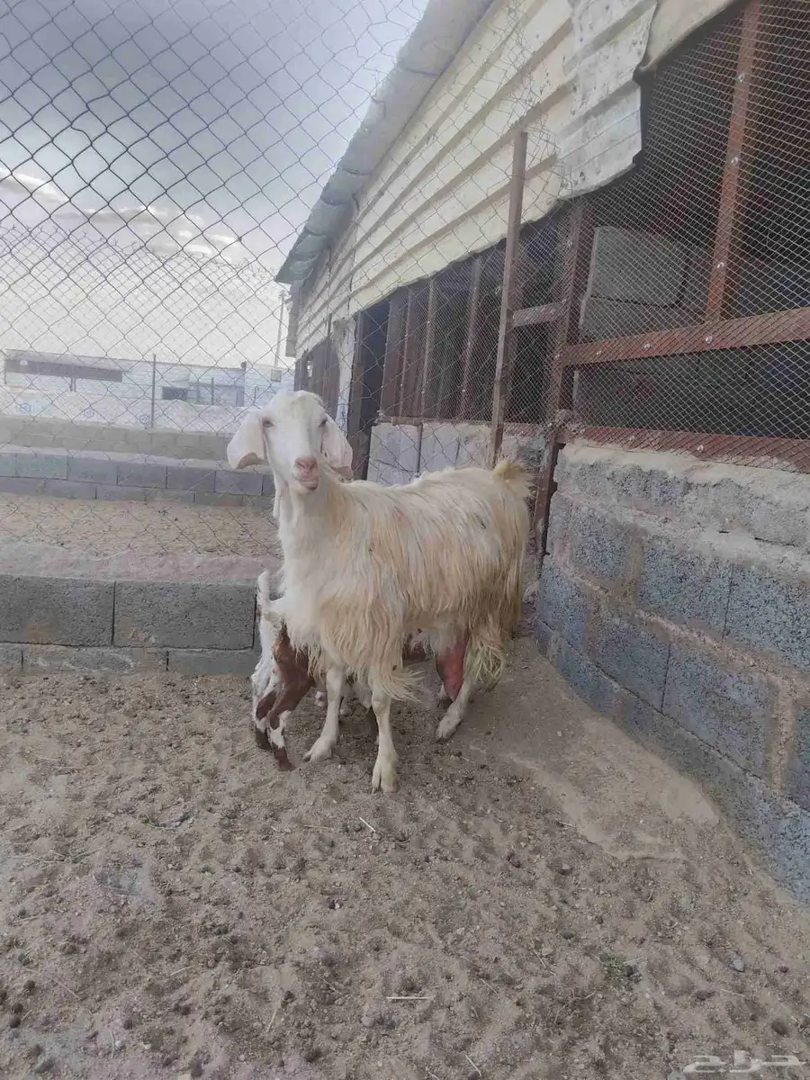للبيع عنز متاوه عليها2 تيوس حليب وافر وطيب. نظيف شرط 1