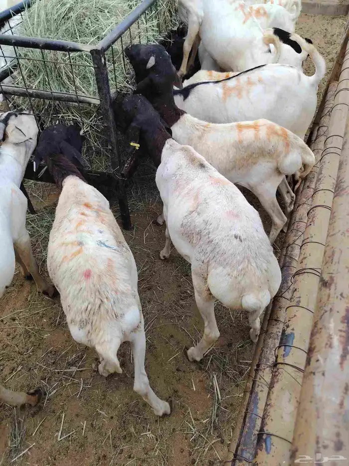قعدان ونعيمى وسواكن وبربرى وتيوس 8