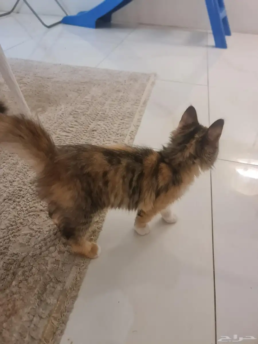 قطة للتبني 3