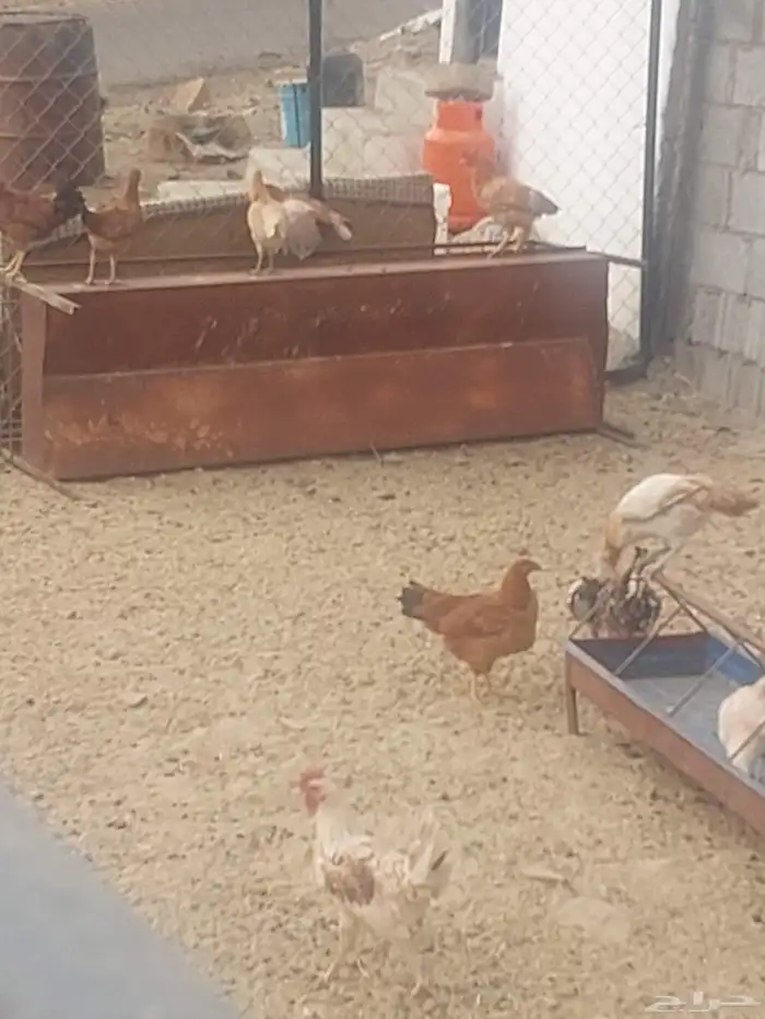 دجاج للبيع 1