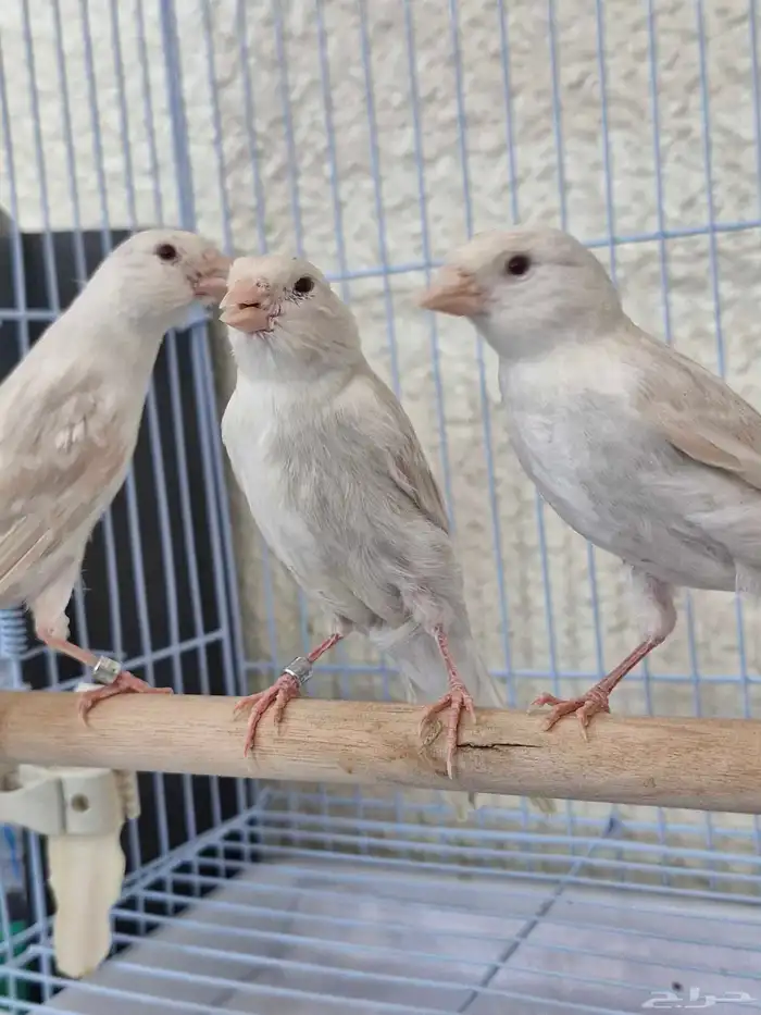 كنار النوع ستنايت صافي بيور 2
