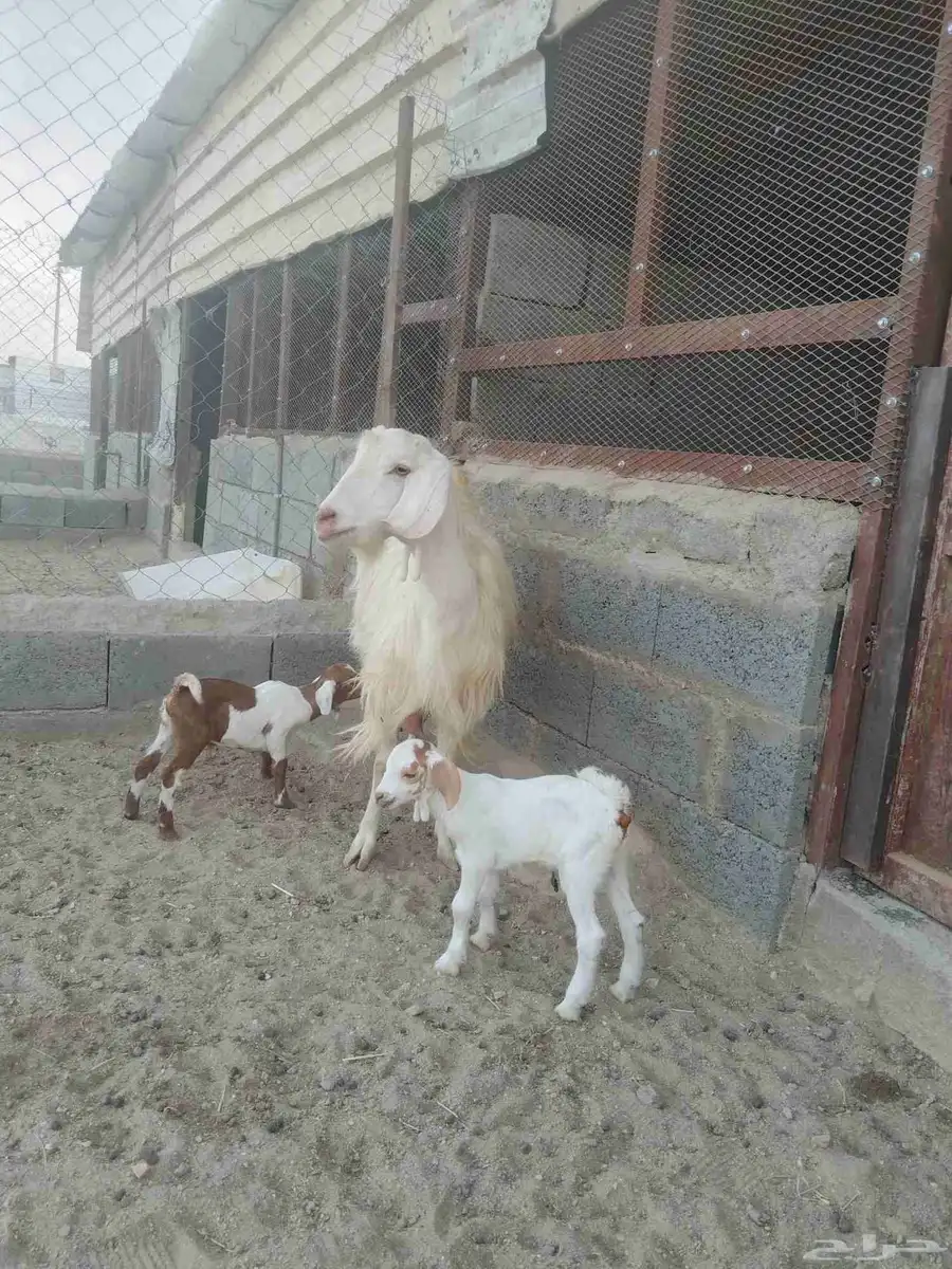 للبيع عنز متاوه عليها2 تيوس حليب وافر وطيب. نظيف شرط 0