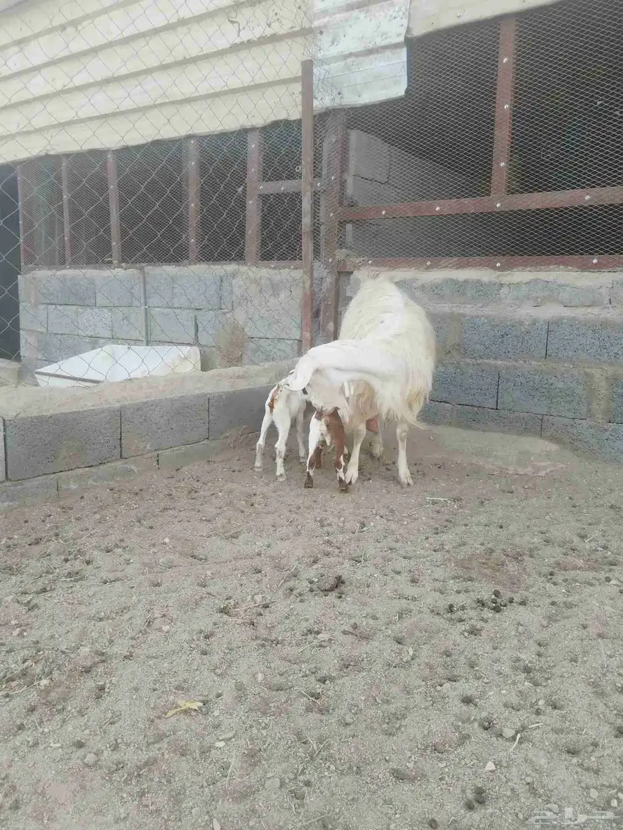 للبيع عنز متاوه عليها2 تيوس حليب وافر وطيب. نظيف شرط 4