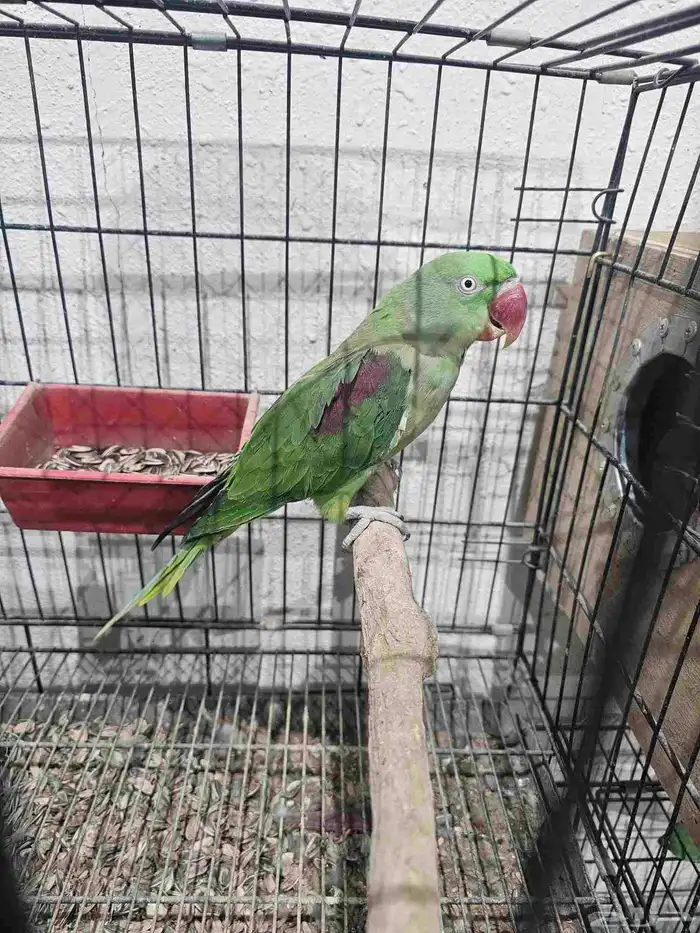 جوز دره نيبالي 1