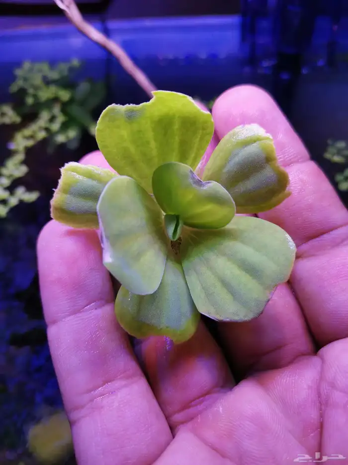 نبات طافي للاحواض النهرية والبرك floating plant 0