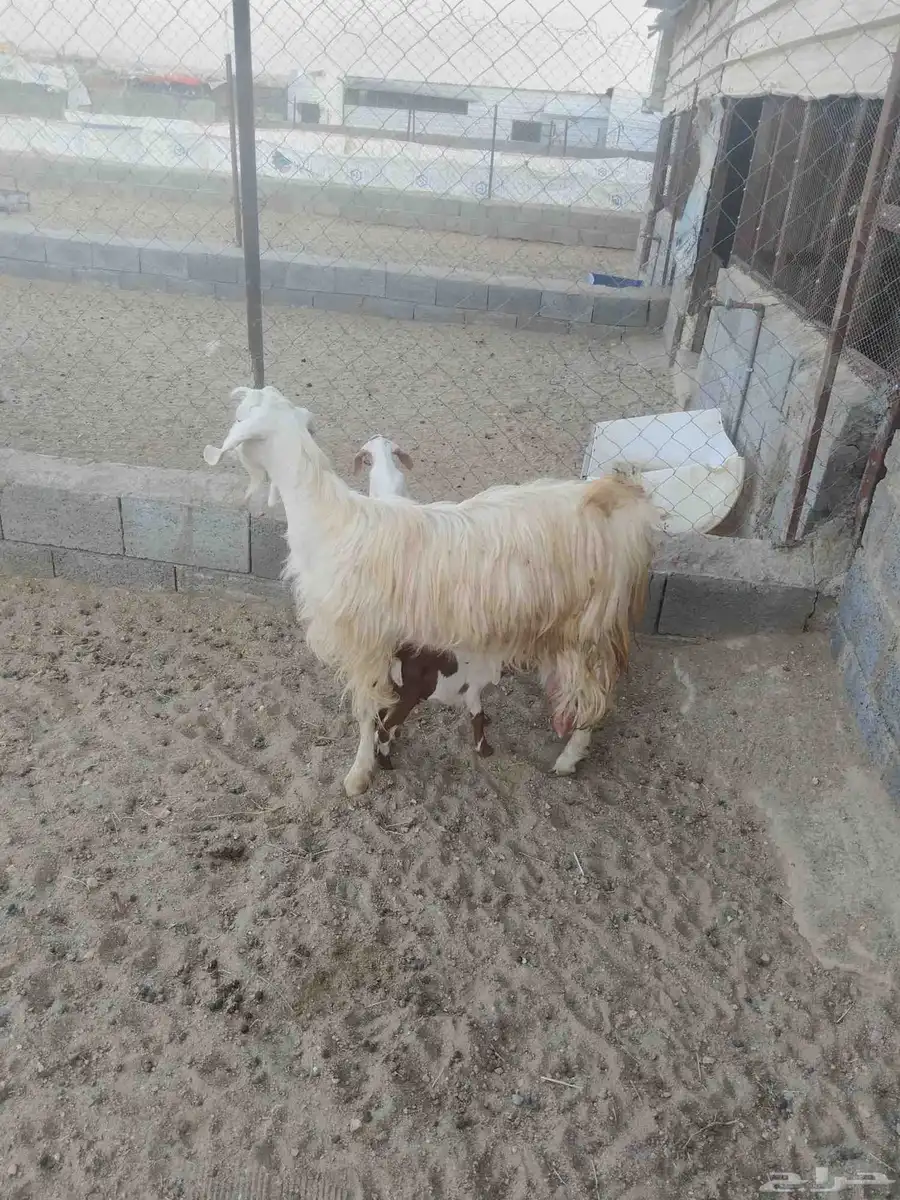 للبيع عنز متاوه عليها2 تيوس حليب وافر وطيب. نظيف شرط 3