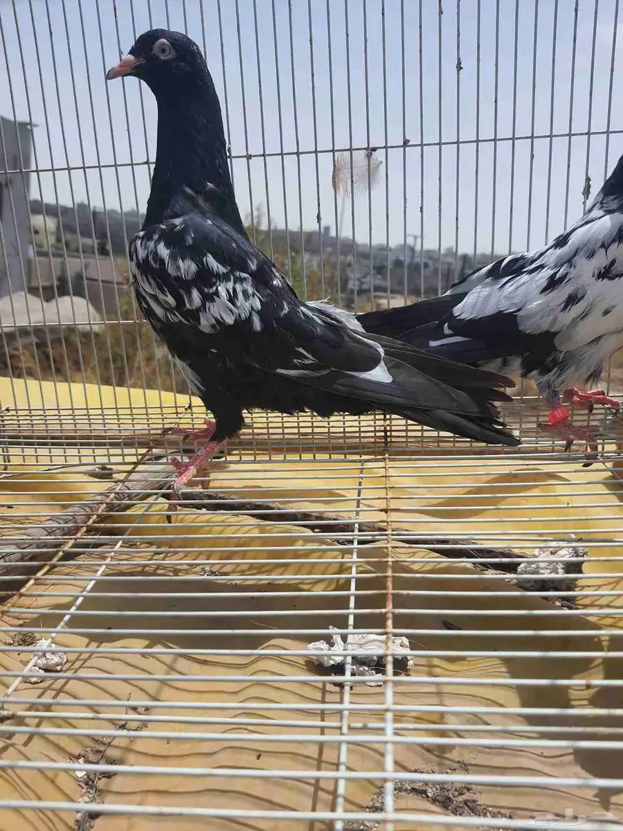 حمام باكستاني بيور index
