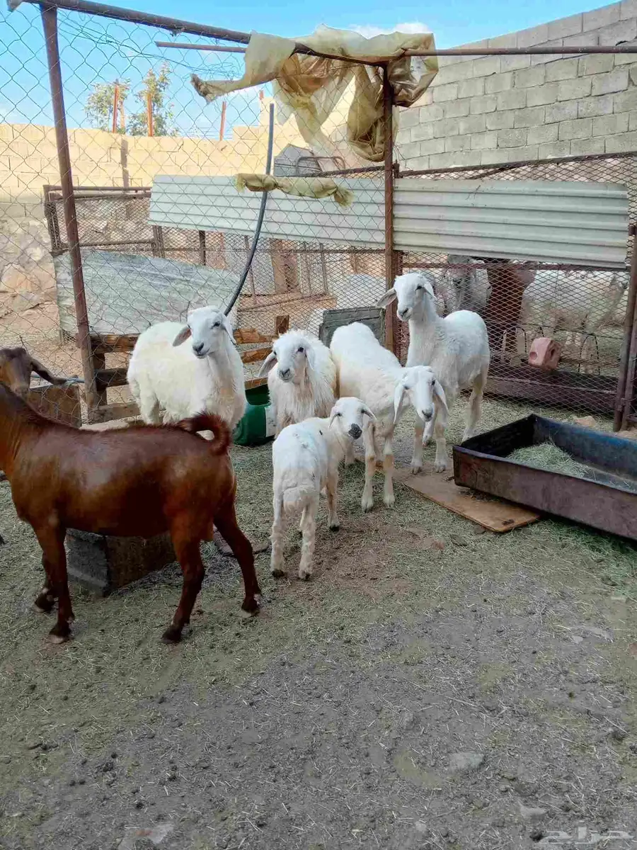 تيوس وخرفات جمله تفريد 1