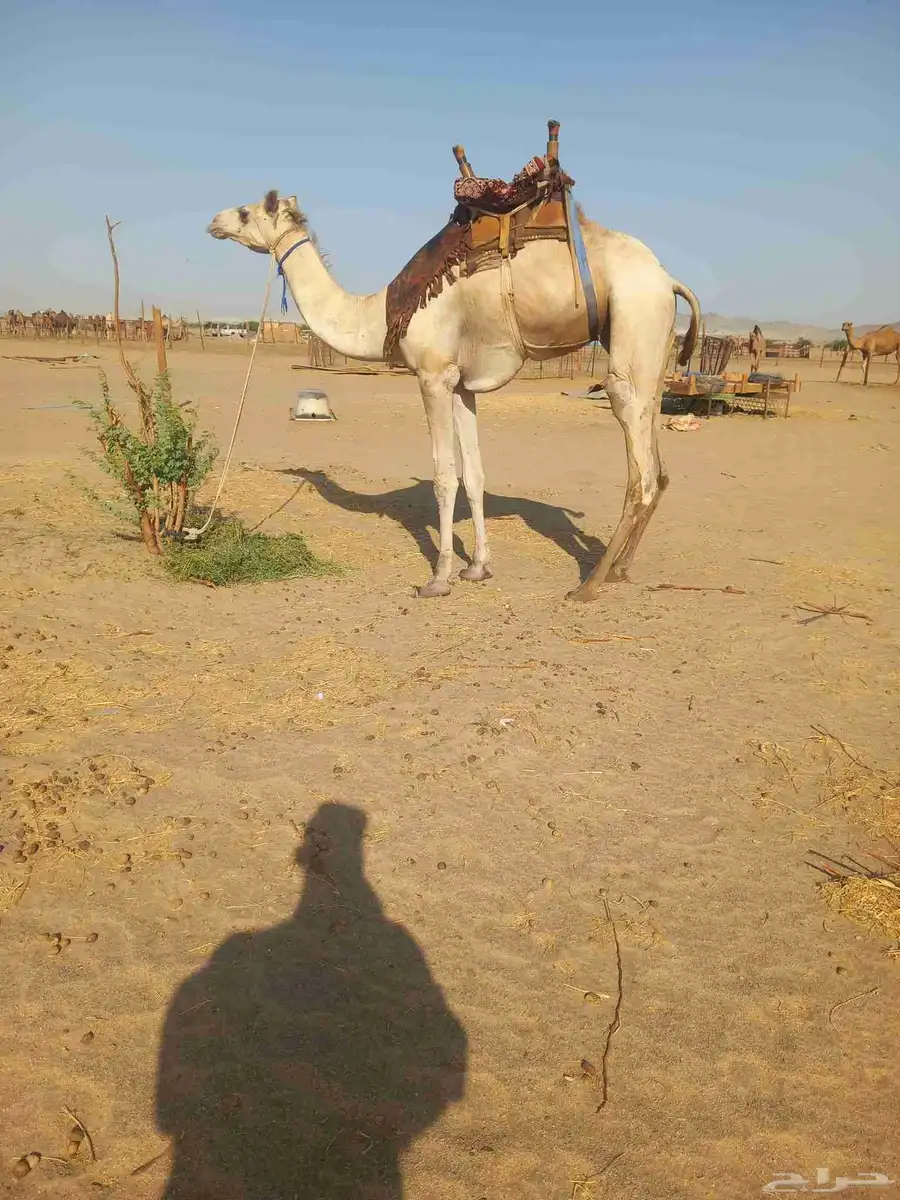 ركبي طايع السن ثني سوداني 1