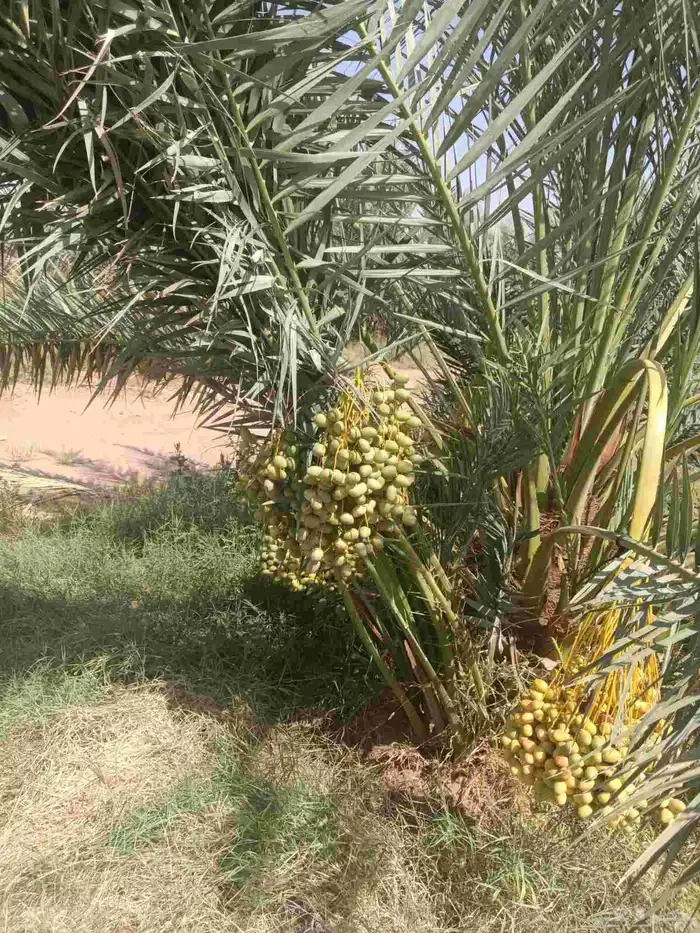 نخل فروخ صقعي ومجدول وخلاص 2